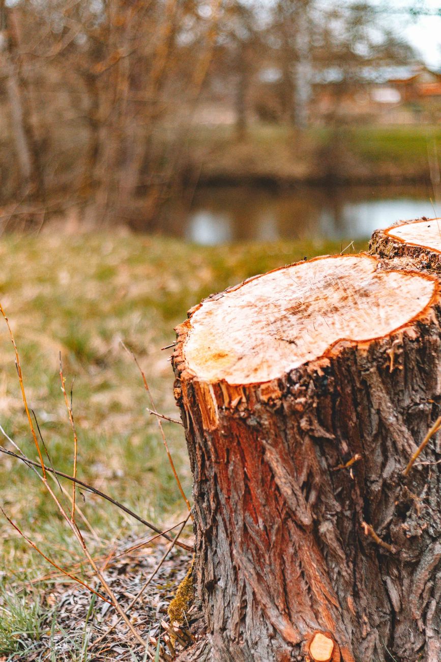 After: Tree removal in Chesapeake